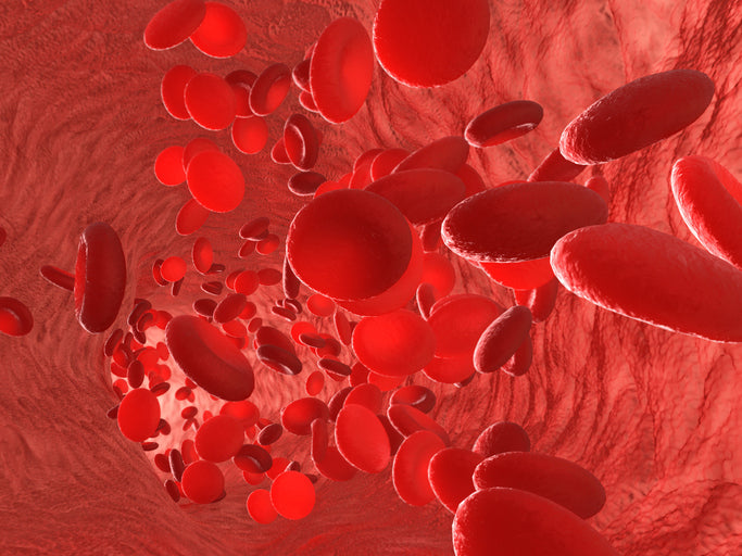 New York, NY Bloodborne Pathogens Training