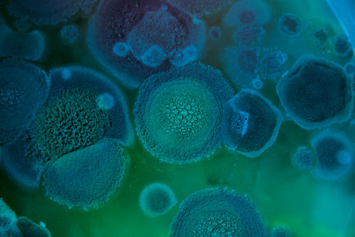 Atlanta, GA Mold Assessment & Remediation Training